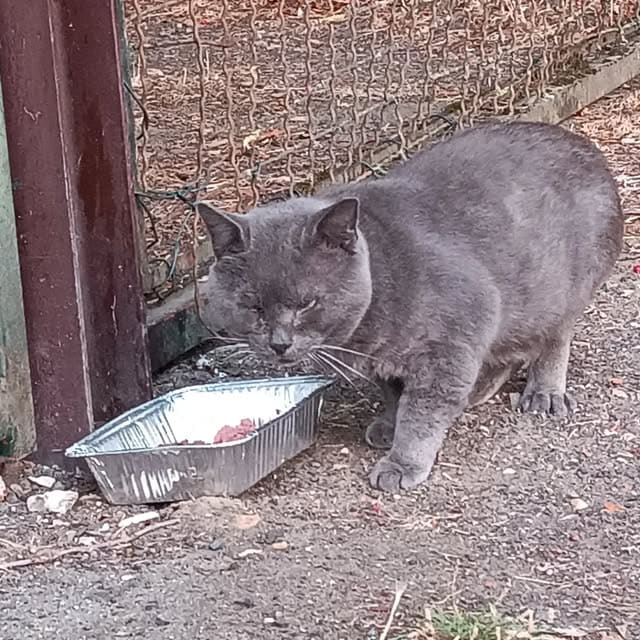 Chat gris nourri à un point de nourrissage