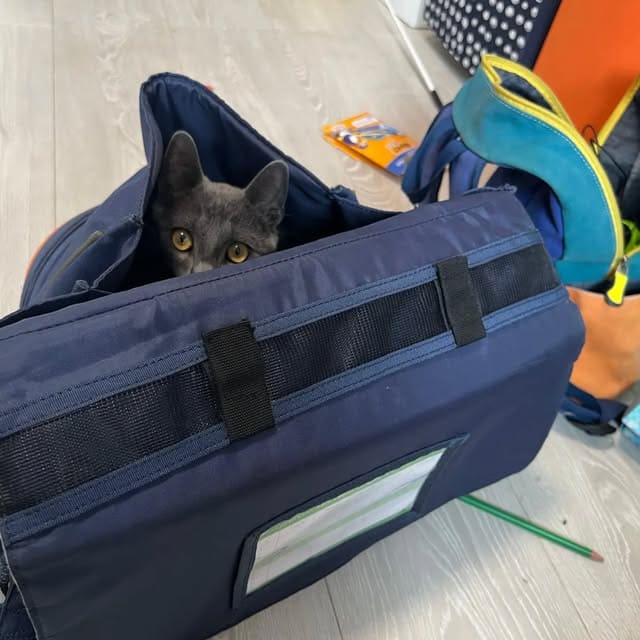 Chat gris installé dans un sac de transport